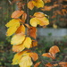 Leaves by philhendry