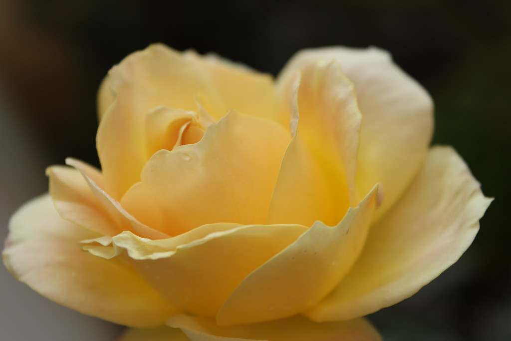 Last rose photo of the year by cherrymartina