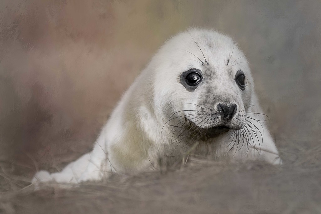 Seal Pup by shepherdmanswife