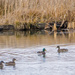 Sord of Four Mallards by rminer