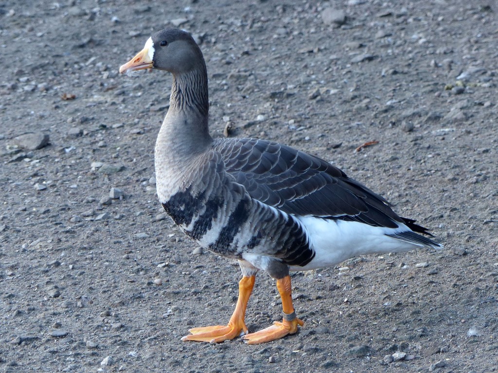 White Fronted Goose by susiemc