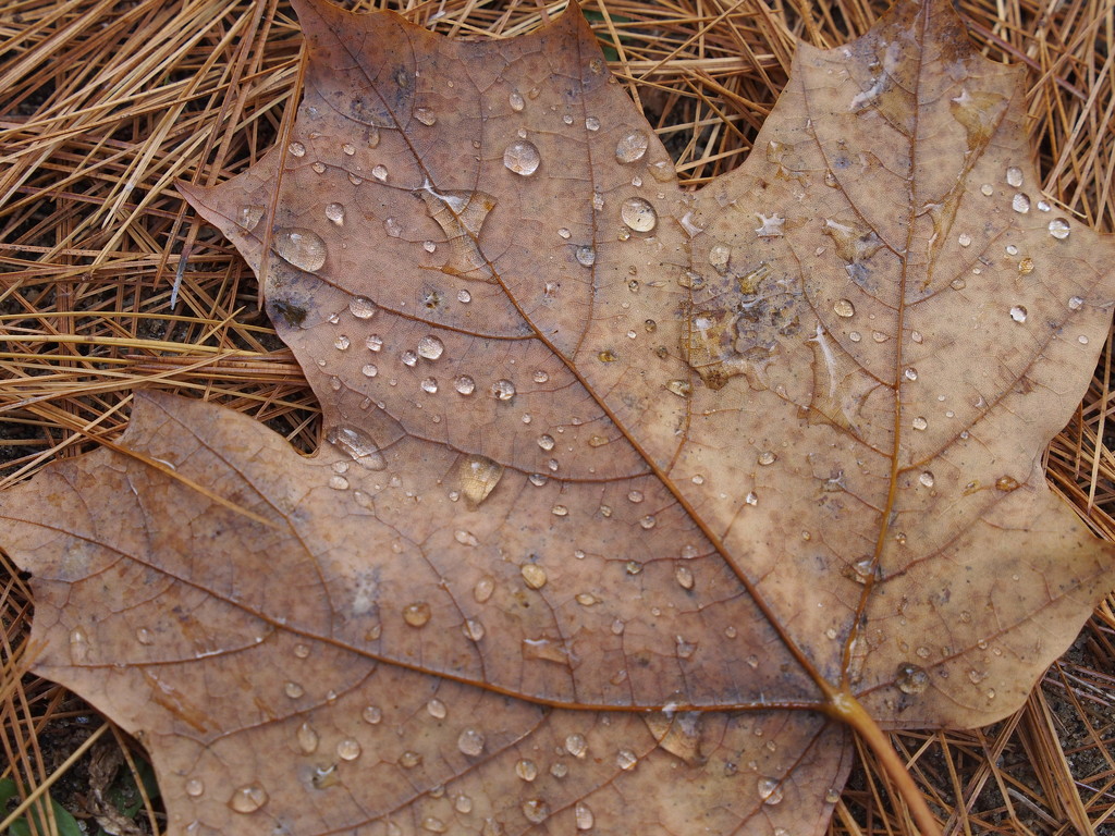 Water Droplets on Maple Leaf by selkie