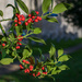 Holly Berries  by rjb71