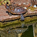 Urban Turtle by joysfocus