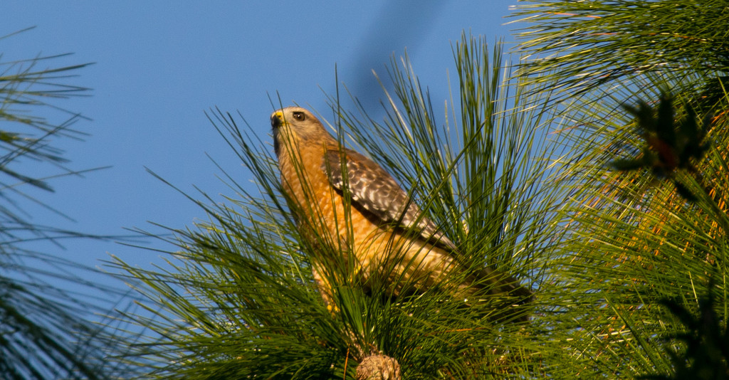 Red Shouldered Hawk in the Pine Tree! by rickster549