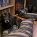 Dog Beds  by scoobylou