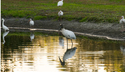 25th Nov 2016 - Woodstork and Friends!