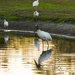 Woodstork and Friends! by rickster549