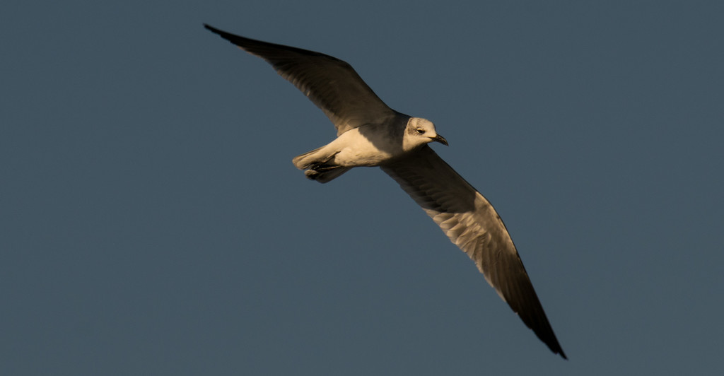 Seagull in the Sky! by rickster549