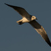 Seagull in the Sky! by rickster549