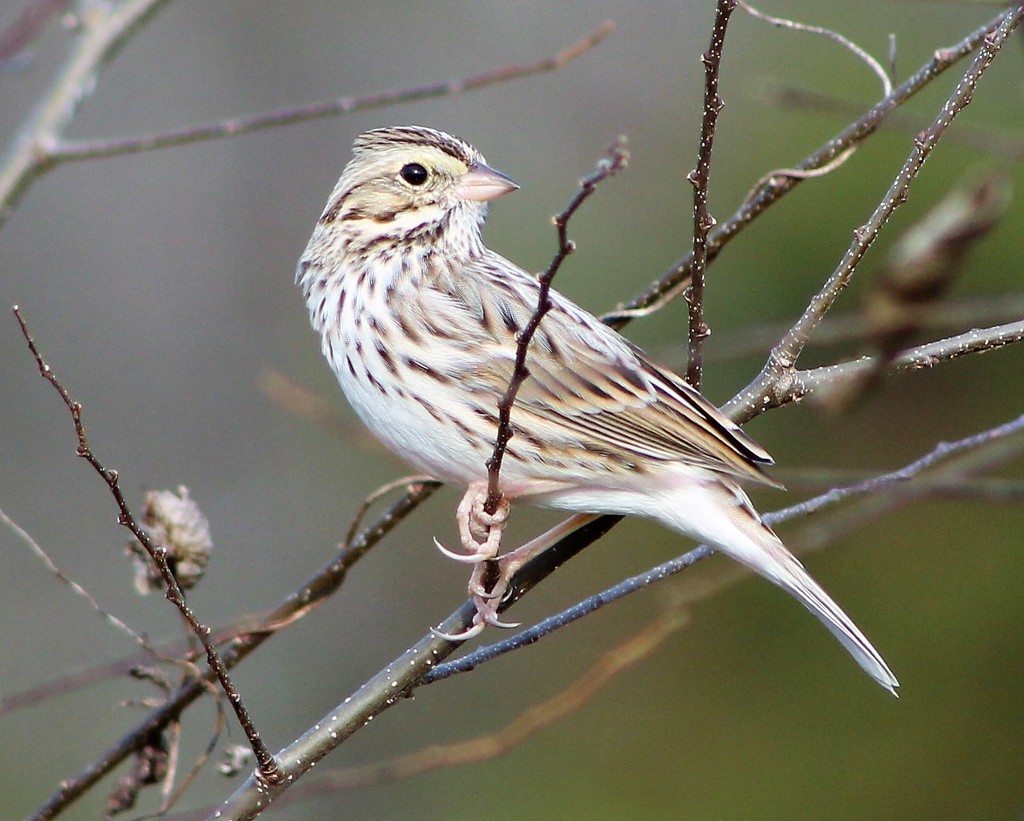 Savannah Sparrow by cjwhite