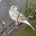 Savannah Sparrow by cjwhite