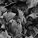 Black And White Leaves by motherjane