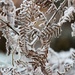 So Frond Of Frost ....... (For Me) by motherjane