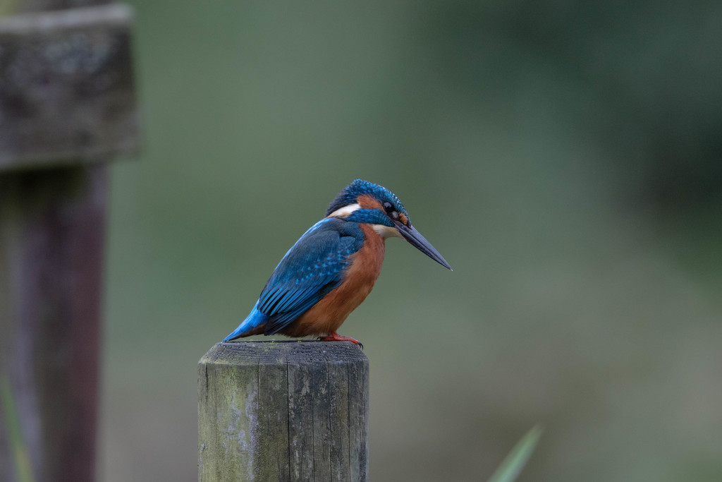 Male Kingfisher-quizical look by padlock
