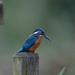 Male Kingfisher-quizical look by padlock