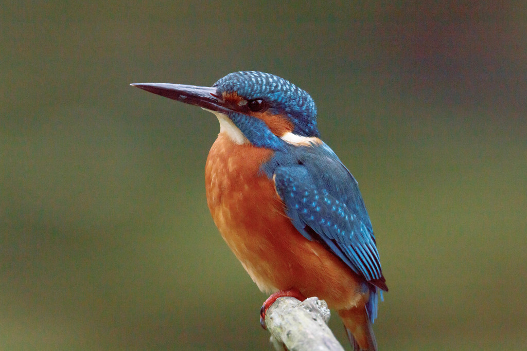 Male Kingfisher-very close by padlock