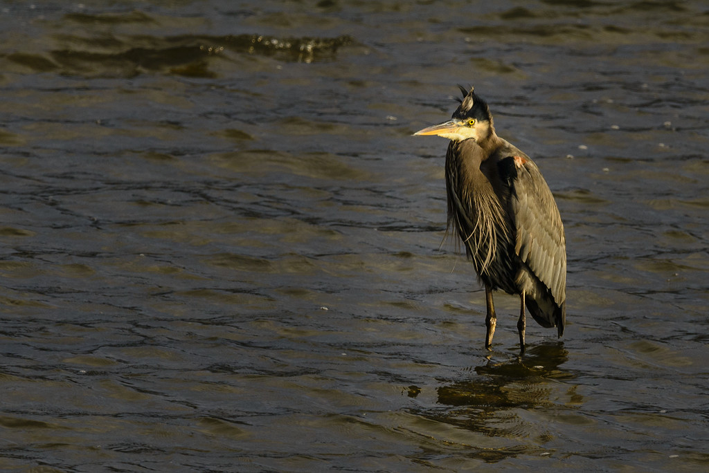 Blue Heron Bad Hair Day  by jgpittenger