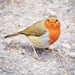 Cheeky Robin by carole_sandford