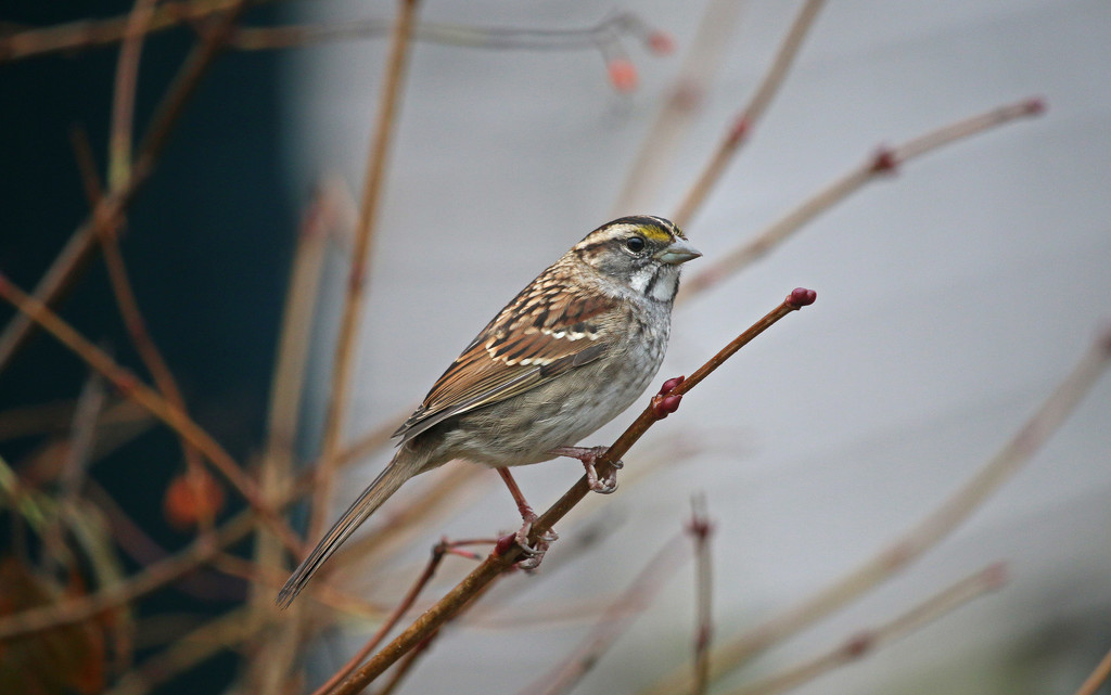White -Throated Sparrow. by hellie