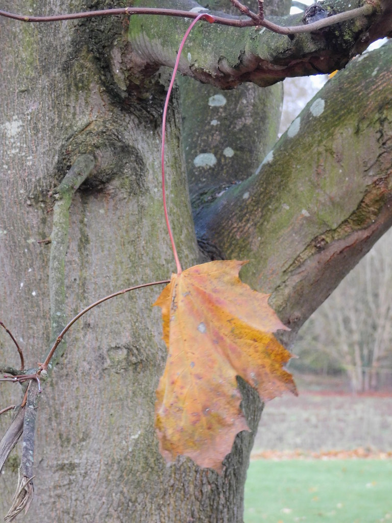  Last leaf hanging... by 365anne