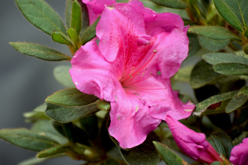 Vibrant Pink Azalea Bloom by dsp2