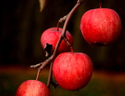 26th Nov 2016 - Apples on the tree