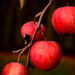 Apples on the tree by jayberg