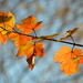 Autumn leaves by congaree