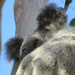 neckache by koalagardens