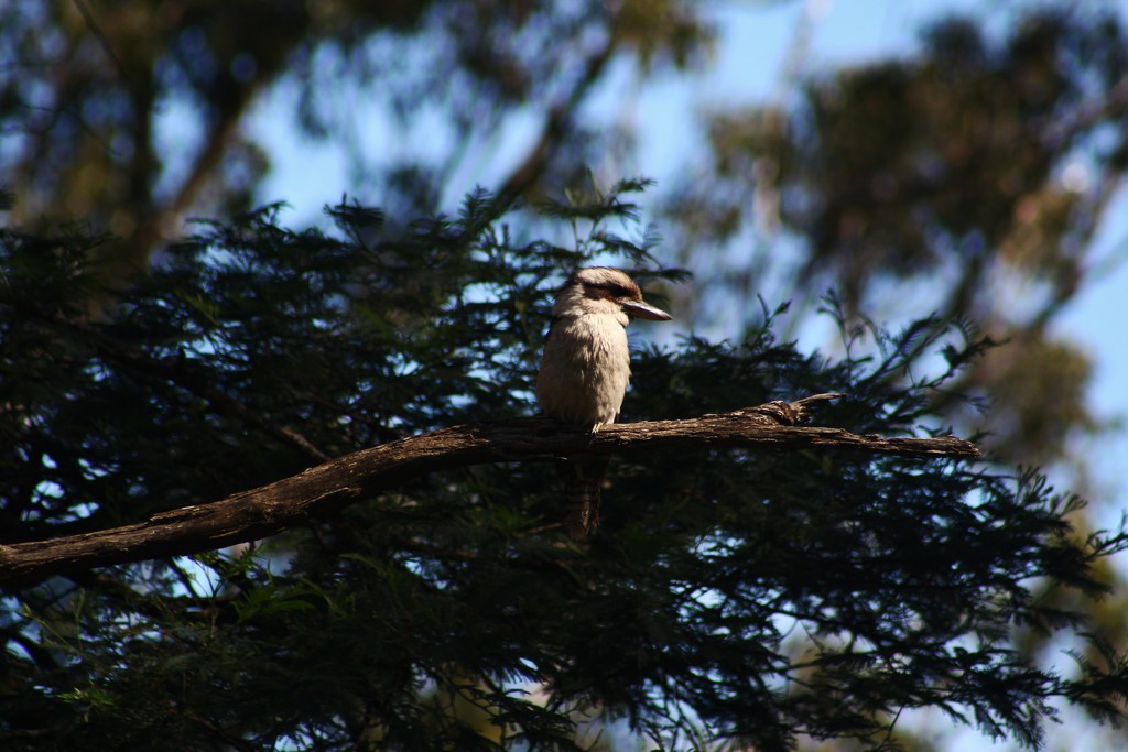 Kookaburra sits by wenbow