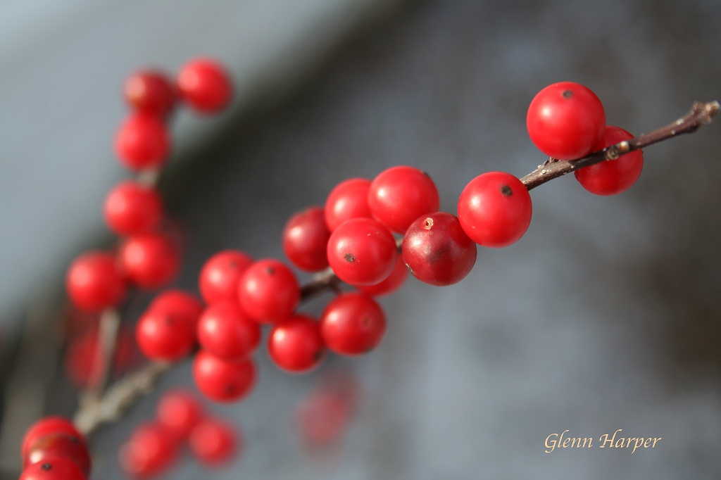 Winterberry by glennharper