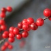 Winterberry by glennharper