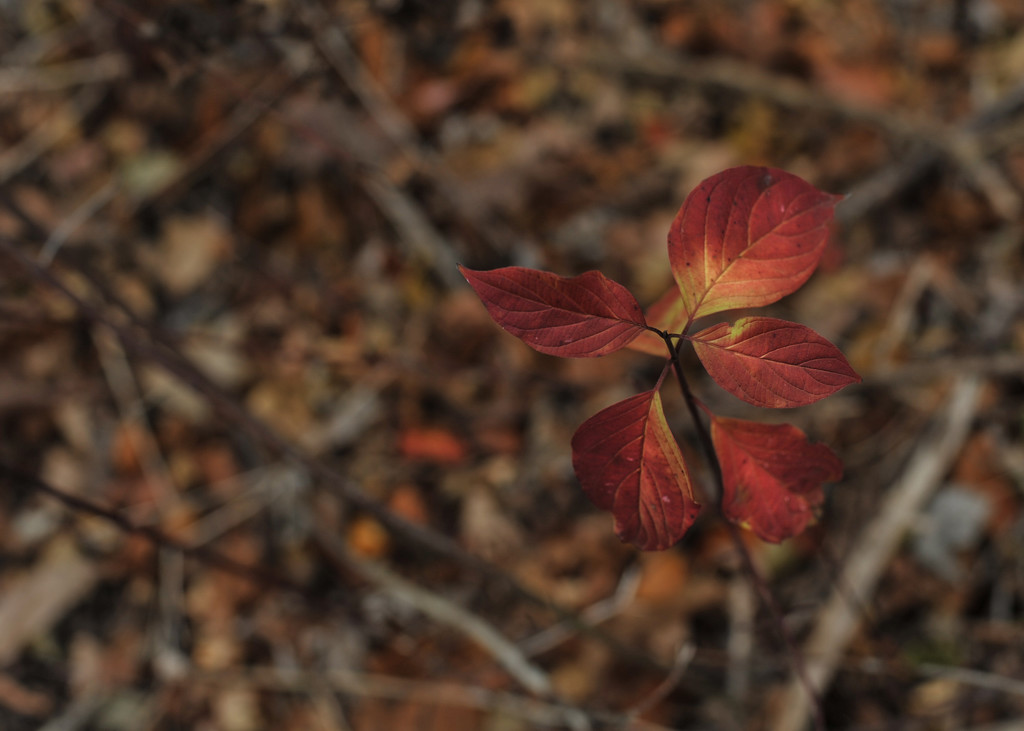 Autumn Colors by loweygrace
