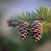 Pine cones! by fayefaye