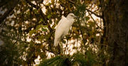 26th Nov 2016 - Little Blue Heron in the Tree!