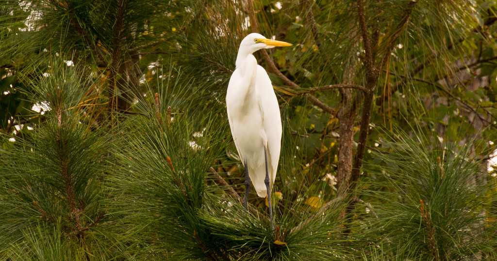 Egret in the Trees! by rickster549