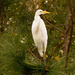 Egret in the Trees! by rickster549