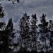 Grey Skies & Tall Trees ~ by happysnaps