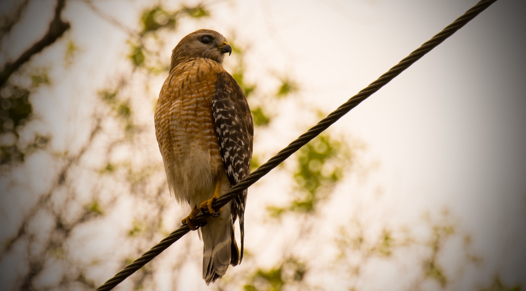 Red Shouldered Hawk on the Wire! by rickster549