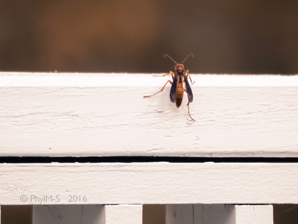Red Hornet Climbing to The Top by elatedpixie