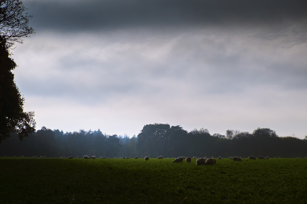 Day 328, Year 4 - Sheep May Safely Graze by stevecameras