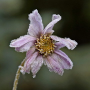 26th Nov 2016 - FROSTED FLOWER - TWO