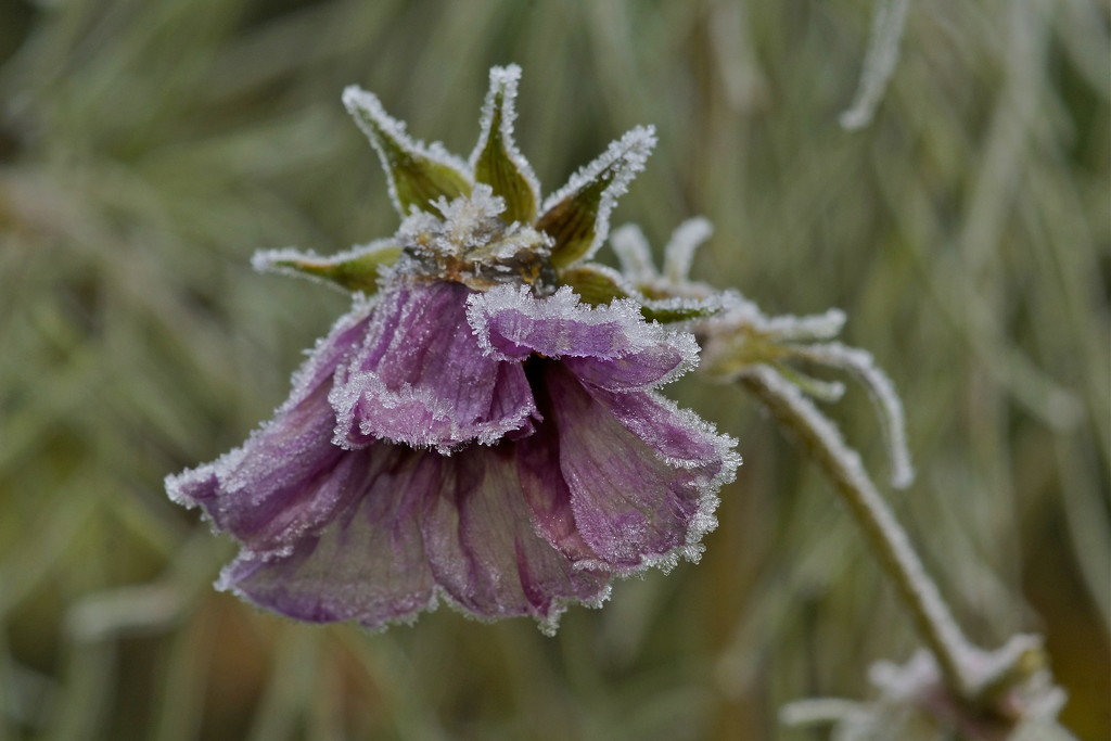 FROSTED FLOWER -ONE by markp