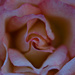 Inside the rose by elisasaeter