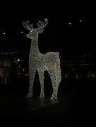18th Nov 2016 - Reindeer