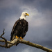 Bald Eagle  by jgpittenger