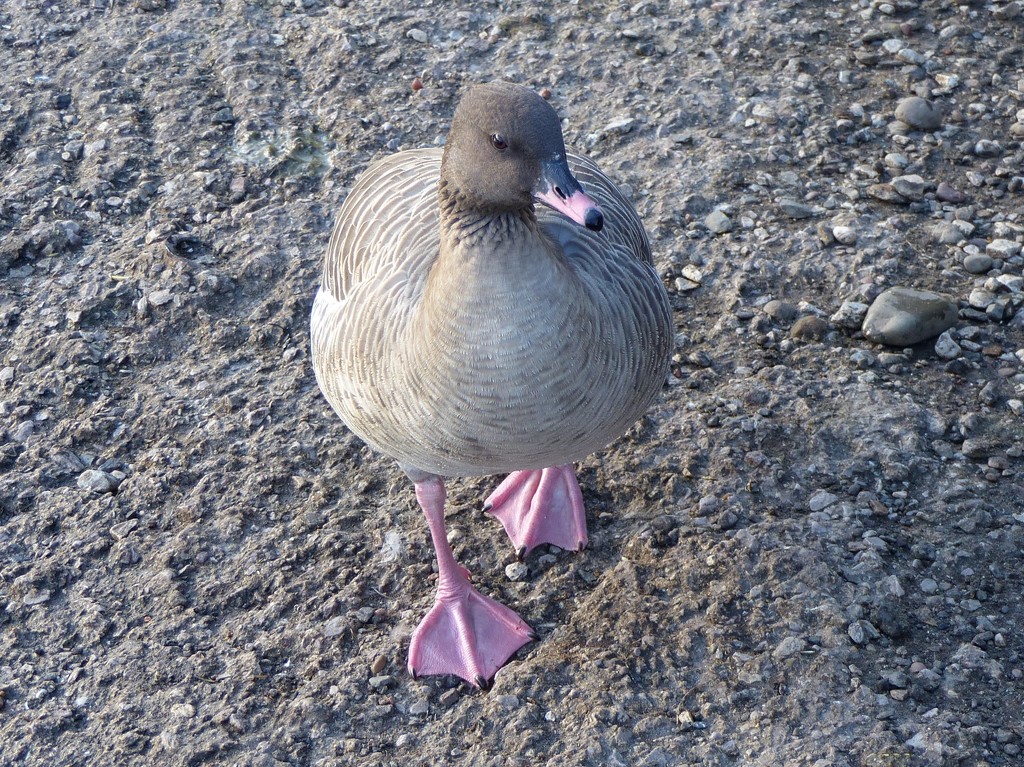 Pink Footed Goose by susiemc