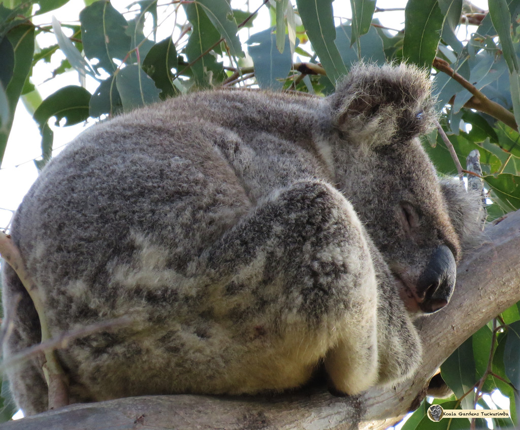 hard days night? by koalagardens