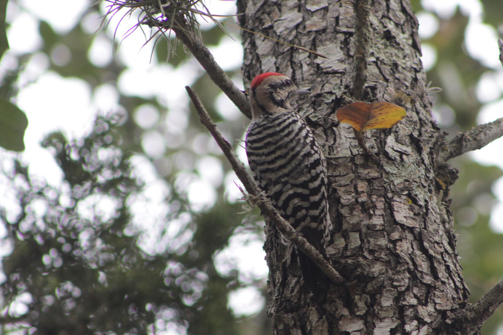 Ladder-backed Woodpecker by gaylewood